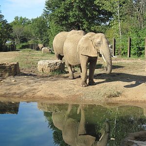 Africa-African Elephants
