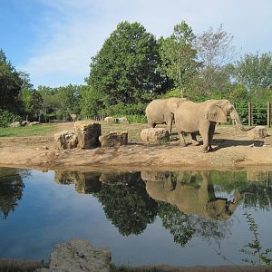 Africa-African Elephants