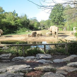 Africa-African Elephant Exhibit
