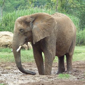 African Elephant