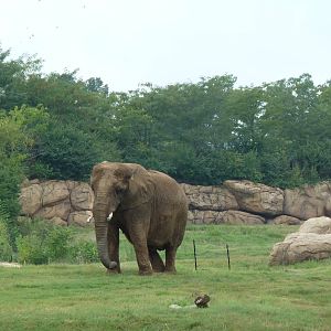 3-Acre African Elephant Exhibit