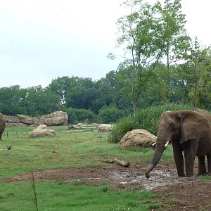 3-Acre African Elephant Exhibit