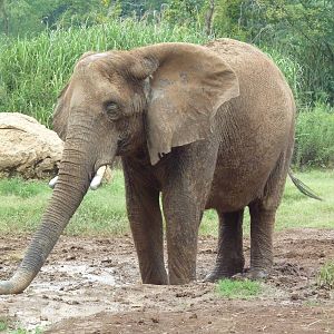 African Elephant