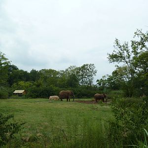 3-Acre African Elephant Exhibit