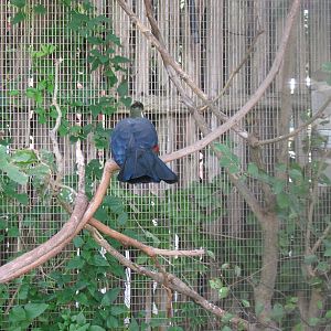 Africa-White-cheeked Turaco