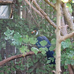 Africa-White-cheeked Turaco