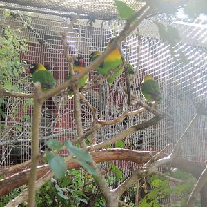Africa-Masked Lovebirds