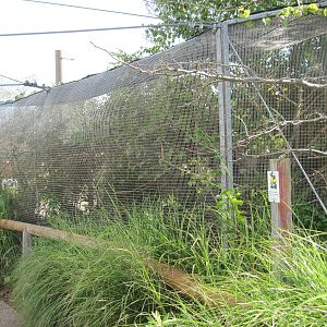 Africa-Masked Lovebird/White-cheeked Turaco Exhibit