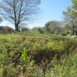 Africa-Cheetah Exhibit