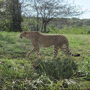 Africa-Cheetah