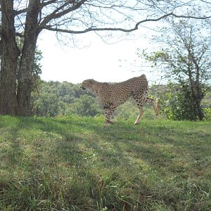 Africa-Cheetah