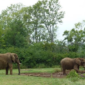 3-Acre African Elephant Exhibit