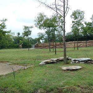 1.5 Acre Masai Giraffe Exhibit