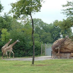 1.5 Acre Masai Giraffe Exhibit