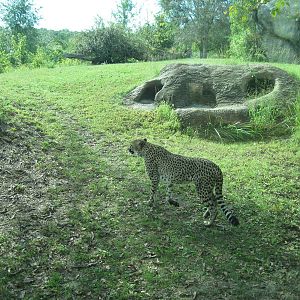 Africa-Cheetah