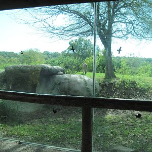 Africa-Cheetah Exhibit