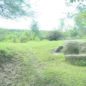 Africa-Cheetah Exhibit