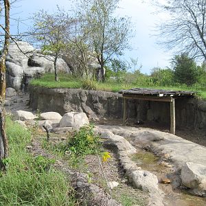 Africa-Warthog Exhibit