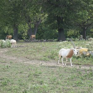 Africa-Scimitar-horned Oryxes