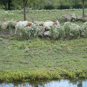 Africa-Scimitar-horned Oryxes