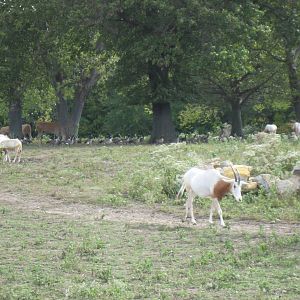 Africa-Scimitar-horned Oryxes