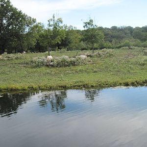 Africa-Scimitar-horned Oryxes