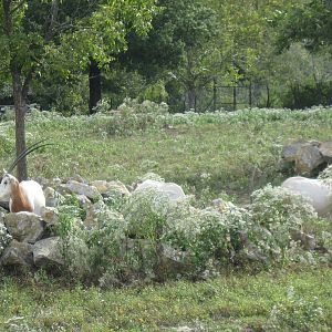 Africa-Scimitar-horned Oryxes