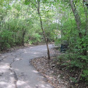 Africa-Congolese Forest