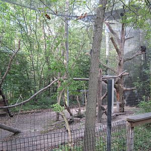Africa-Black Mangabey Exhibit