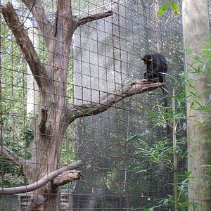 Africa-Black Mangabey