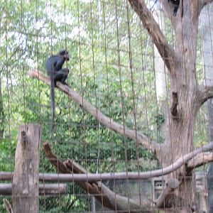 Africa-Black Mangabey