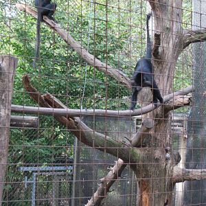 Africa-Black Mangabey