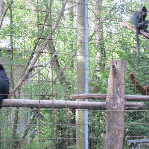 Africa-Black Mangabeys