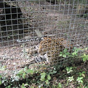 Africa-African Leopard