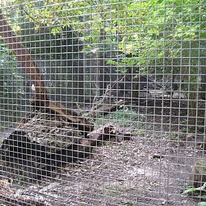 Africa-African Leopard Exhibit