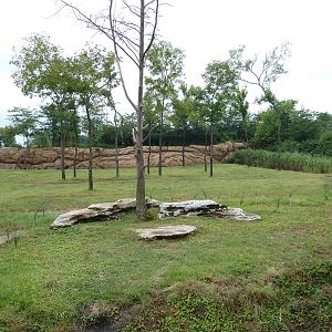 1.5 Acre Masai Giraffe Exhibit