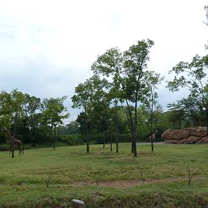 1.5 Acre Masai Giraffe Exhibit