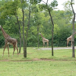 1.5 Acre Masai Giraffe Exhibit