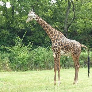 Masai Giraffe