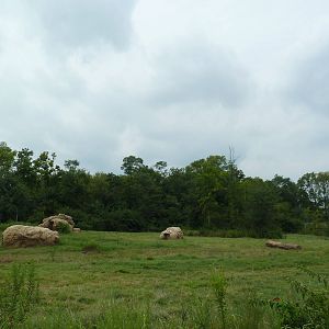 3-Acre African Elephant Exhibit
