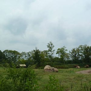 3-Acre African Elephant Exhibit