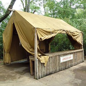 African Savannah - Tent