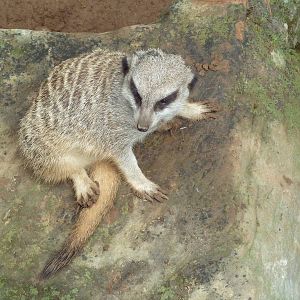 Meerkat