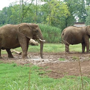 African Elephants