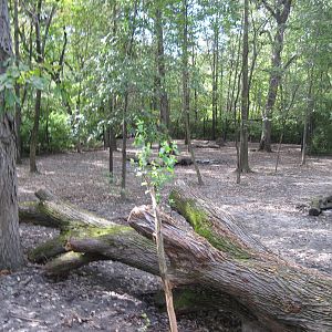 Africa-Bongo Exhibit