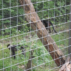 Africa-Red-capped Mangabeys