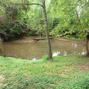 Saddle-Billed Stork Exhibit