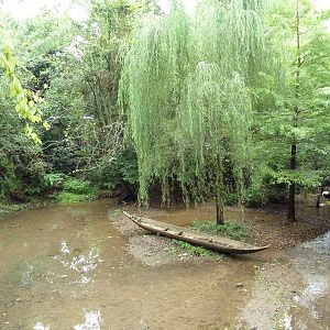 Saddle-Billed Stork Exhibit