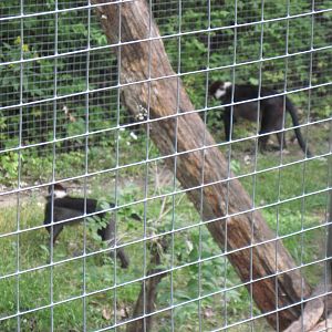 Africa-Red-capped Magabeys