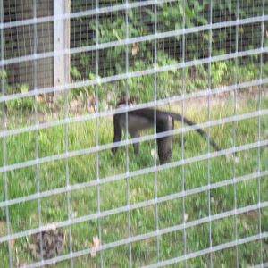 Africa-Red-capped Magabeys